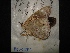  (Asterocampa idyjaECO01 - MAL-02471)  @12 [ ] Unspecified (default): All Rights Reserved  Unspecified Unspecified