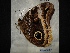  (Caligo uranus - MAL-02491)  @13 [ ] Unspecified (default): All Rights Reserved  Unspecified Unspecified