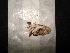  ( - MAL-02497)  @12 [ ] Unspecified (default): All Rights Reserved  Unspecified Unspecified