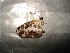  ( - MAL-02500)  @12 [ ] Unspecified (default): All Rights Reserved  Unspecified Unspecified