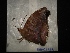  ( - MAL-02868)  @12 [ ] Unspecified (default): All Rights Reserved  Unspecified Unspecified