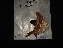  (Marpesia chironECO01 - MAL-02917)  @12 [ ] Unspecified (default): All Rights Reserved  Unspecified Unspecified