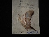  (Marpesia chironECO02 - MAL-02923)  @12 [ ] Unspecified (default): All Rights Reserved  Unspecified Unspecified