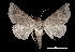  (Lesmone gentilis - MAL-03050)  @15 [ ] Unspecified (default): All Rights Reserved  Unspecified Unspecified