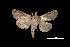  (Paectes sp - MAL-03092)  @13 [ ] Unspecified (default): All Rights Reserved  Unspecified Unspecified