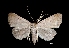  (Baniana tincticollis - MAL-01296)  @13 [ ] Unspecified (default): All Rights Reserved  Unspecified Unspecified