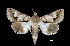  (Drasteria n. sp - MAL-01364)  @14 [ ] Unspecified (default): All Rights Reserved  Unspecified Unspecified