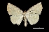  (Simopteryx sp - MAL-01411)  @14 [ ] Unspecified (default): All Rights Reserved  Unspecified Unspecified