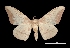  (Eacles imperialis quintanensis - MAL-01506)  @14 [ ] Unspecified (default): All Rights Reserved  Unspecified Unspecified