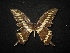  (Heraclides ornythion - MAL-02045)  @13 [ ] Unspecified (default): All Rights Reserved  Unspecified Unspecified