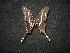  ( - MAL-02132)  @12 [ ] Unspecified (default): All Rights Reserved  Unspecified Unspecified