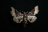  ( - MAL-01478)  @12 [ ] Unspecified (default): All Rights Reserved  Unspecified Unspecified