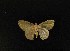  (Dichorda sp - MAL-05337)  @11 [ ] Unspecified (default): All Rights Reserved  Arely Martinez-Arce Unspecified