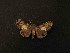  (Drasteria sp - MAL-05355)  @11 [ ] Unspecified (default): All Rights Reserved  Arely Martinez-Arce Unspecified