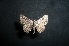  (Apodemia hypoglauca - MAL-05160)  @13 [ ] Unspecified (default): All Rights Reserved  Unspecified Unspecified