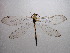  ( - NIBGE ALN-00072)  @11 [ ] Copyright (2010) Muhammad Ashfaq National Institute for Biotechnology and Genetic Engineering, Faisalabad, Pakistan