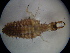  ( - NIBGE ALN-00342)  @12 [ ] CreativeCommons - Attribution Non-Commercial Share-Alike (2010) Muhammad Ashfaq National Institute for Biotechnology and Genetic Engineering Faisalabad Pakistan