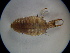  ( - NIBGE ALN-00345)  @12 [ ] CreativeCommons - Attribution Non-Commercial Share-Alike (2010) Muhammad Ashfaq National Institute for Biotechnology and Genetic Engineering Faisalabad Pakistan