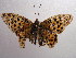  (Argynnis lathonia - NIBGE BUT-00042)  @14 [ ] Copyright (2010) Muhammad Ashfaq National Institute for Biotechnology and Genetic Engineering, Faisalabad