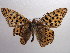  (Argynnis lathonia - NIBGE BUT-00043)  @14 [ ] Copyright (2010) Muhammad Ashfaq National Institute for Biotechnology and Genetic Engineering, Faisalabad