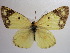  (Colias erate - NIBGE BUT-00079)  @14 [ ] Copyright (2010) Muhammad Ashfaq National Institute for Biotechnology and Genetic Engineering, Faisalabad