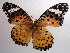  (Argynnis hyperbius - NIBGE BUT-00132)  @14 [ ] Copyright (2010) Muhammad Ashfaq National Institute for Biotechnology and Genetic Engineering, Faisalabad