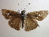  ( - NIBGE BUT-00201)  @13 [ ] CreativeCommons - Attribution Non-Commercial Share-Alike (2010) Muhammad Ashfaq National Institute for Biotechnology and Genetic Engineering Faisalabad Pakistan