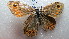  ( - NIBGE BUT-00282)  @12 [ ] CreativeCommons - Attribution Non-Commercial Share-Alike (2012) Muhammad Ashfaq National Institute for Biotechnology and Genetic Engineering Faisalabad Pakistan