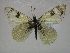  ( - NIBGE BUT-00249)  @12 [ ] CreativeCommons - Attribution Non-Commercial Share-Alike (2011) Muhammad Ashfaq National Institute for Biotechnology and Genetic Engineering Faisalabad Pakistan