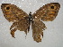  ( - NIBGE BUT-00256)  @12 [ ] CreativeCommons - Attribution Non-Commercial Share-Alike (2011) Muhammad Ashfaq National Institute for Biotechnology and Genetic Engineering Faisalabad Pakistan