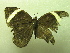  ( - NIBGE BUT-00270)  @12 [ ] CreativeCommons - Attribution Non-Commercial Share-Alike (2011) Muhammad Ashfaq National Institute for Biotechnology and Genetic Engineering Faisalabad Pakistan