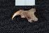  (Sciurus sp - JFD_01307)  @11 [ ] CreativeCommons  Attribution Non-Commercial Share-Alike (2019) Juan F Diaz Nieto Universidad EAFIT