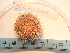  (Pseudechinus - MACNINVE0108)  @11 [ ] CreativeCommons - Attribution Non-Commercial No Derivatives (2015) Pablo E. Penchaszadeh Museo Argentino de Ciencias Naturales, CABA Argentina