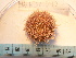  ( - MACNINVE0110)  @11 [ ] CreativeCommons - Attribution Non-Commercial No Derivatives (2015) Pablo E. Penchaszadeh Museo Argentino de Ciencias Naturales, CABA Argentina