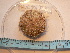  ( - MACNINVE0116)  @11 [ ] CreativeCommons - Attribution Non-Commercial No Derivatives (2015) Pablo E. Penchaszadeh Museo Argentino de Ciencias Naturales, CABA Argentina