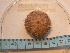  ( - MACNINVE0117)  @11 [ ] CreativeCommons - Attribution Non-Commercial No Derivatives (2015) Pablo E. Penchaszadeh Museo Argentino de Ciencias Naturales, CABA Argentina
