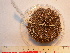  ( - MACNINVE0118)  @11 [ ] CreativeCommons - Attribution Non-Commercial No Derivatives (2015) Pablo E. Penchaszadeh Museo Argentino de Ciencias Naturales, CABA Argentina