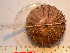  ( - MACNINVE0121)  @11 [ ] CreativeCommons - Attribution Non-Commercial No Derivatives (2015) Pablo E. Penchaszadeh Museo Argentino de Ciencias Naturales, CABA Argentina