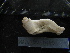  (Psolus martinez-sp1 - MACNINVE0140)  @11 [ ] CreativeCommons - Attribution Non-Commercial No Derivatives (2015) Pablo E. Penchaszadeh Museo Argentino de Ciencias Naturales, CABA Argentina