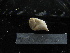  ( - MACNINVE0142)  @11 [ ] CreativeCommons - Attribution Non-Commercial No Derivatives (2015) Pablo E. Penchaszadeh Museo Argentino de Ciencias Naturales, CABA Argentina