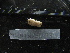  ( - MACNINVE0143)  @11 [ ] CreativeCommons - Attribution Non-Commercial No Derivatives (2015) Pablo E. Penchaszadeh Museo Argentino de Ciencias Naturales, CABA Argentina