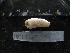  ( - MACNINVE0144)  @11 [ ] CreativeCommons - Attribution Non-Commercial No Derivatives (2015) Pablo E. Penchaszadeh Museo Argentino de Ciencias Naturales, CABA Argentina