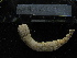  (Caudinidae - MACNINVE0154)  @11 [ ] CreativeCommons - Attribution Non-Commercial No Derivatives (2015) Pablo E. Penchaszadeh Museo Argentino de Ciencias Naturales, CABA Argentina