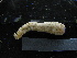  ( - MACNINVE0155)  @11 [ ] CreativeCommons - Attribution Non-Commercial No Derivatives (2015) Pablo E. Penchaszadeh Museo Argentino de Ciencias Naturales, CABA Argentina