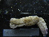  ( - MACNINVE0156)  @11 [ ] CreativeCommons - Attribution Non-Commercial No Derivatives (2015) Pablo E. Penchaszadeh Museo Argentino de Ciencias Naturales, CABA Argentina