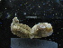  ( - MACNINVE0157)  @11 [ ] CreativeCommons - Attribution Non-Commercial No Derivatives (2015) Pablo E. Penchaszadeh Museo Argentino de Ciencias Naturales, CABA Argentina