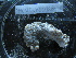  ( - MACNINVE0168)  @11 [ ] CreativeCommons - Attribution Non-Commercial No Derivatives (2015) Pablo E. Penchaszadeh Museo Argentino de Ciencias Naturales, CABA Argentina