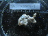  ( - MACNINVE0169)  @11 [ ] CreativeCommons - Attribution Non-Commercial No Derivatives (2015) Pablo E. Penchaszadeh Museo Argentino de Ciencias Naturales, CABA Argentina