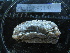  ( - MACNINVE0170)  @11 [ ] CreativeCommons - Attribution Non-Commercial No Derivatives (2015) Pablo E. Penchaszadeh Museo Argentino de Ciencias Naturales, CABA Argentina