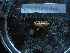  (Isometrainae - MACNINVE0177)  @11 [ ] CreativeCommons - Attribution Non-Commercial No Derivatives (2015) Pablo E. Penchaszadeh Museo Argentino de Ciencias Naturales, CABA Argentina